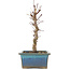 Acer palmatum Deshojo, 22 cm, ± 5 Jahre alt