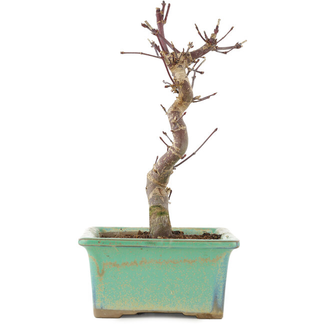 Acer palmatum Deshojo, 20 cm, ± 5 Jahre alt