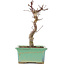 Acer palmatum Deshojo, 20 cm, ± 5 Jahre alt