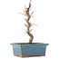 Acer palmatum Deshojo, 22 cm, ± 5 Jahre alt