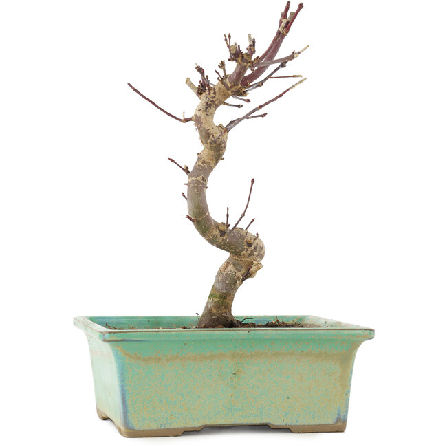 Acer palmatum Deshojo, 20 cm, ± 5 Jahre alt