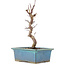 Acer palmatum Deshojo, 22 cm, ± 5 Jahre alt