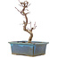 Acer palmatum Deshojo, 21 cm, ± 5 Jahre alt