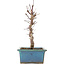 Acer palmatum Deshojo, 22 cm, ± 5 Jahre alt