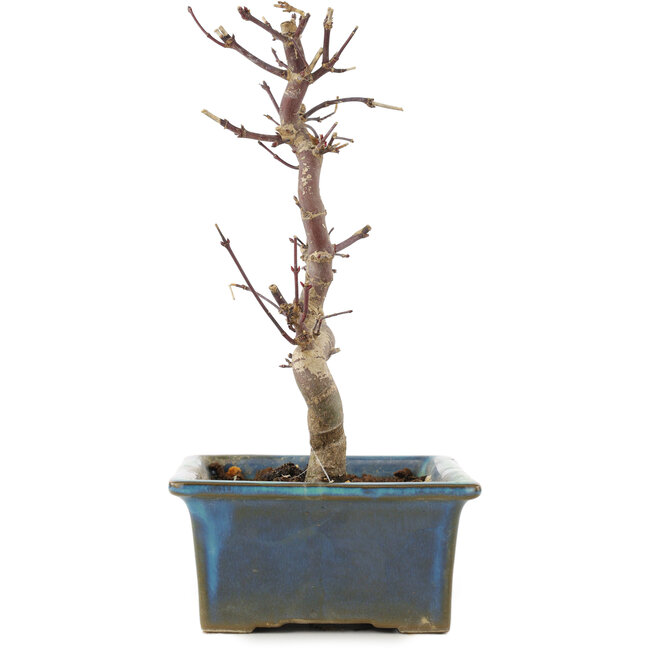 Acer palmatum Deshojo, 21 cm, ± 5 ans