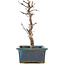 Acer palmatum Deshojo, 21 cm, ± 5 años