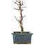 Acer palmatum Deshojo, 21 cm, ± 5 Jahre alt