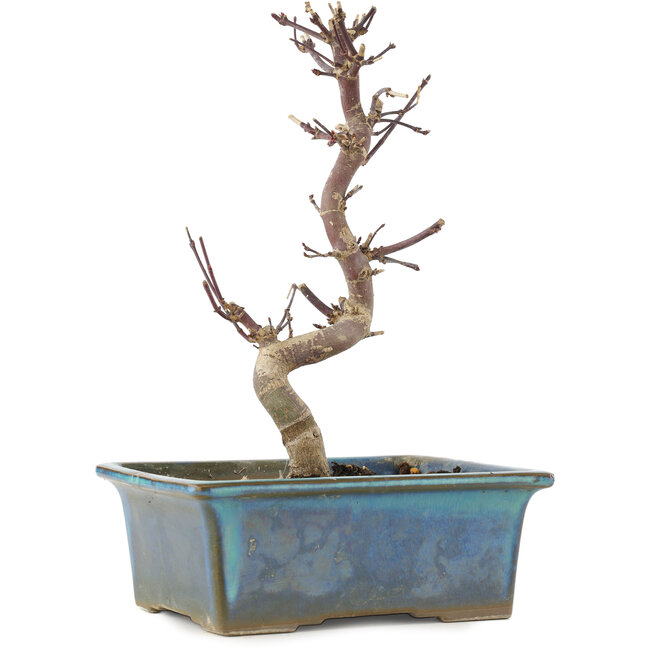 Acer palmatum Deshojo, 21 cm, ± 5 anni