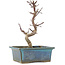 Acer palmatum Deshojo, 21 cm, ± 5 Jahre alt