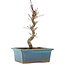 Acer palmatum Deshojo, 22 cm, ± 5 Jahre alt