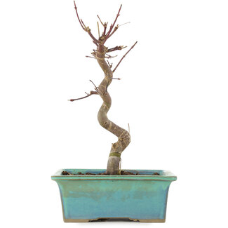 Acer palmatum Deshojo, 23 cm, ± 5 años