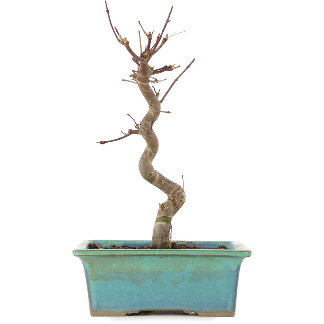 Acer palmatum Deshojo, 23 cm, ± 5 Jahre alt