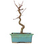 Acer palmatum Deshojo, 23 cm, ± 5 Jahre alt