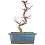 Acer palmatum Deshojo, 21 cm, ± 5 Jahre alt