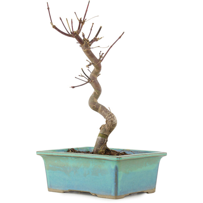 Acer palmatum Deshojo, 23 cm, ± 5 ans