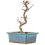 Acer palmatum Deshojo, 21 cm, ± 5 Jahre alt