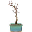 Acer palmatum Deshojo, 23 cm, ± 5 Jahre alt