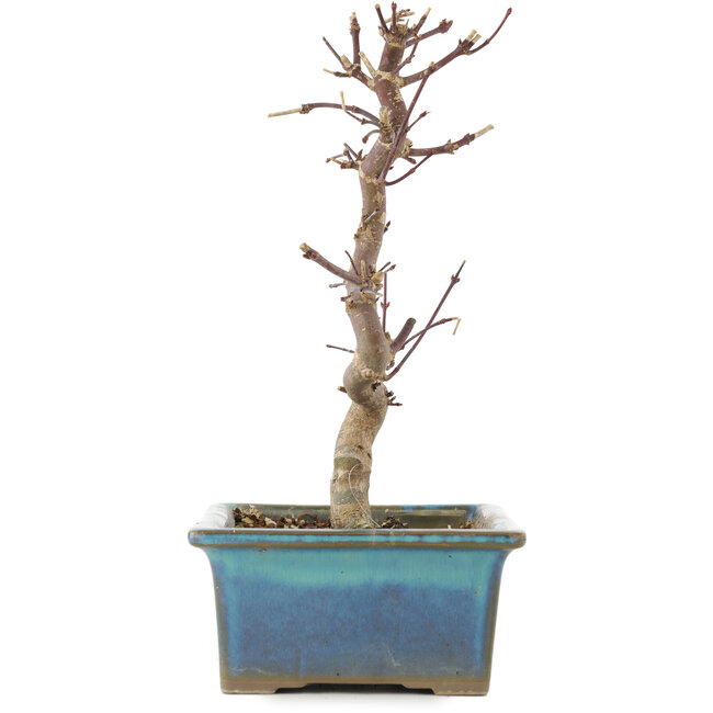 Acer palmatum Deshojo, 21 cm, ± 5 ans