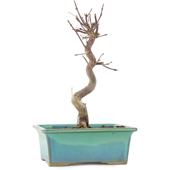 Acer palmatum Deshojo, 23 cm, ± 5 Jahre alt