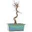 Acer palmatum Deshojo, 23 cm, ± 5 ans