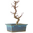 Acer palmatum Deshojo, 21 cm, ± 5 anni