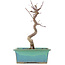 Acer palmatum Deshojo, 23 cm, ± 5 ans