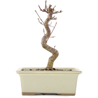 Acer palmatum Deshojo, 18 cm, ± 5 años