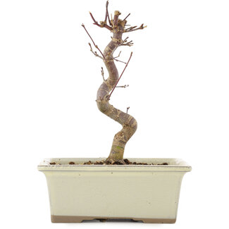 Acer palmatum Deshojo, 18 cm, ± 5 jaar oud