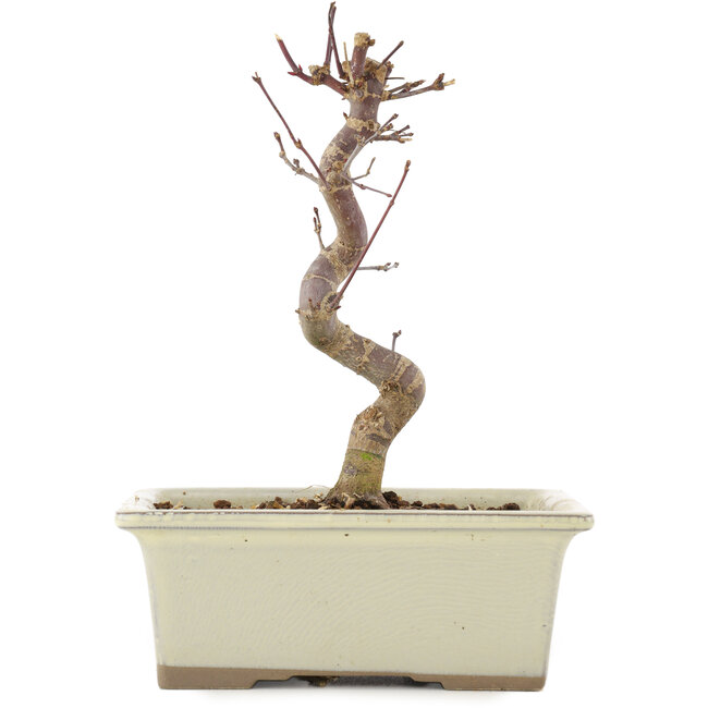 Acer palmatum Deshojo, 18 cm, ± 5 Jahre alt