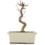 Acer palmatum Deshojo, 18 cm, ± 5 Jahre alt
