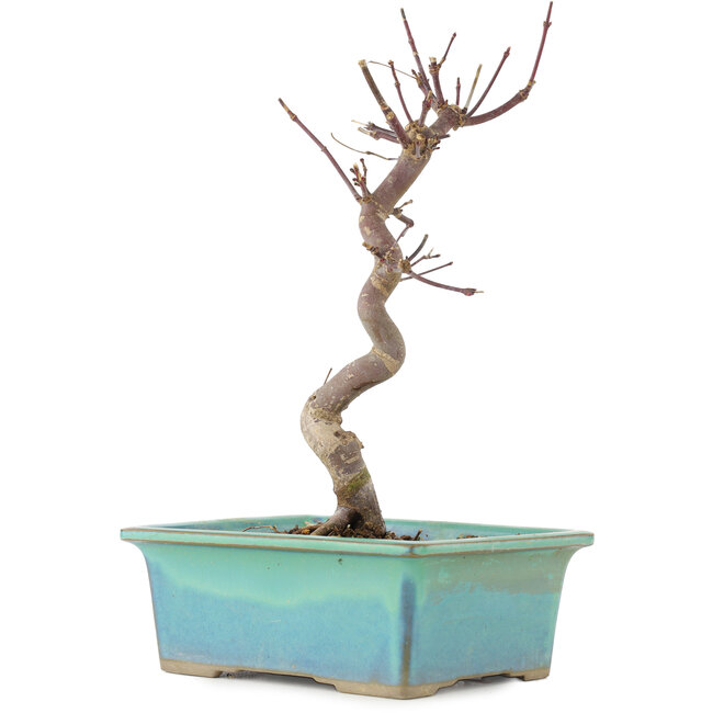 Acer palmatum Deshojo, 23 cm, ± 5 years old