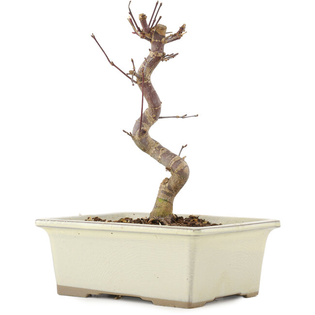 Acer palmatum Deshojo, 18 cm, ± 5 Jahre alt
