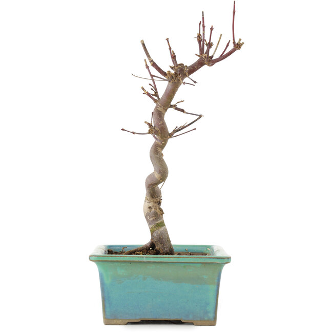 Acer palmatum Deshojo, 23 cm, ± 5 years old