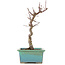 Acer palmatum Deshojo, 23 cm, ± 5 ans