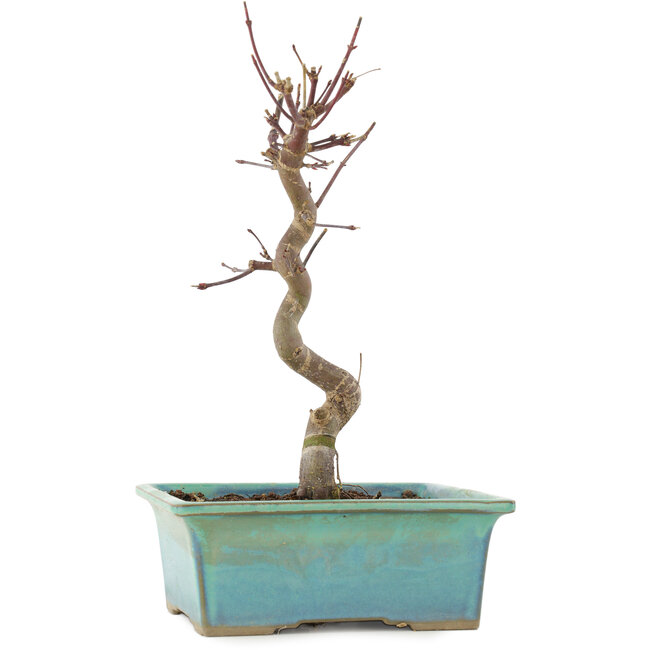 Acer palmatum Deshojo, 23 cm, ± 5 ans