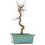 Acer palmatum Deshojo, 23 cm, ± 5 Jahre alt