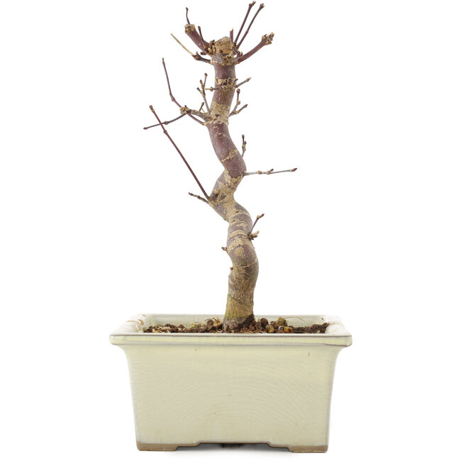 Acer palmatum Deshojo, 18 cm, ± 5 Jahre alt