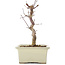 Acer palmatum Deshojo, 18 cm, ± 5 Jahre alt