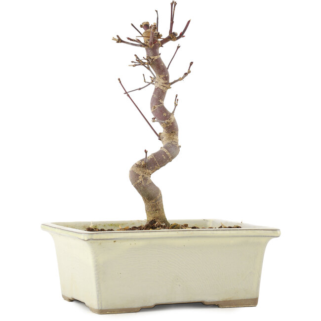Acer palmatum Deshojo, 18 cm, ± 5 anni