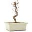 Acer palmatum Deshojo, 18 cm, ± 5 anni