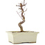 Acer palmatum Deshojo, 18 cm, ± 5 Jahre alt