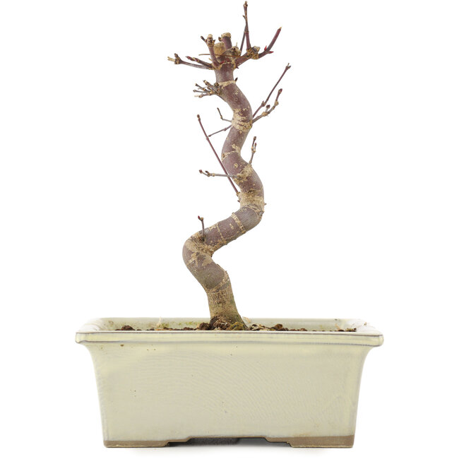 Acer palmatum Deshojo, 18 cm, ± 5 años