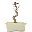 Acer palmatum Deshojo, 18 cm, ± 5 Jahre alt