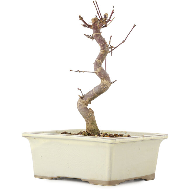Acer palmatum Deshojo, 18 cm, ± 5 jaar oud
