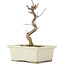 Acer palmatum Deshojo, 18 cm, ± 5 Jahre alt