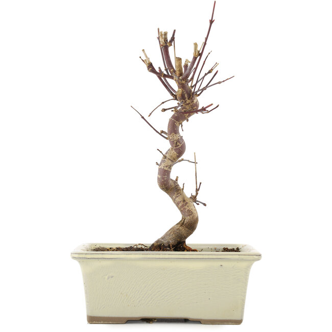 Acer palmatum Deshojo, 22 cm, ± 5 Jahre alt