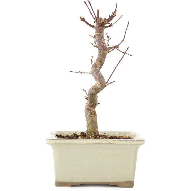 Acer palmatum Deshojo, 18 cm, ± 5 jaar oud