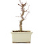 Acer palmatum Deshojo, 18 cm, ± 5 Jahre alt