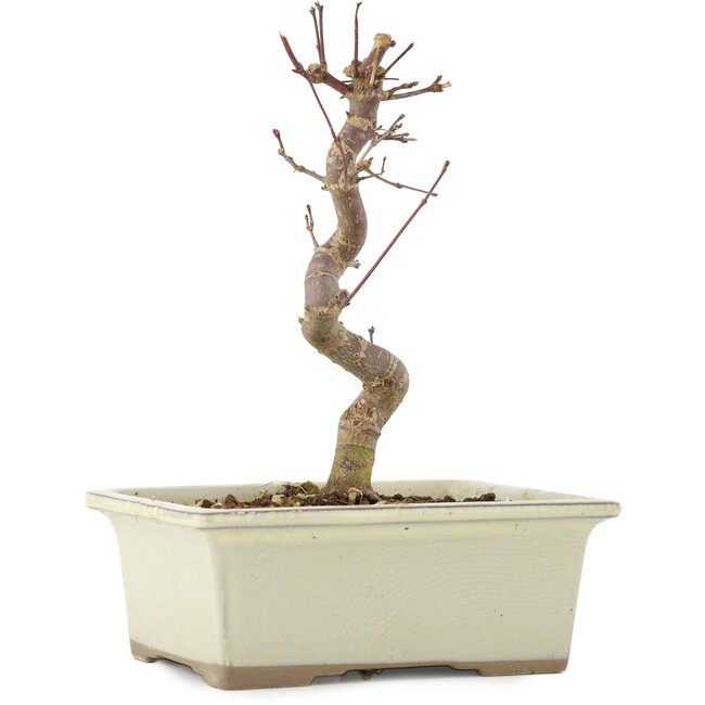 Acer palmatum Deshojo, 18 cm, ± 5 jaar oud