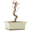 Acer palmatum Deshojo, 18 cm, ± 5 Jahre alt